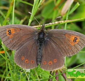 erebia ottomana