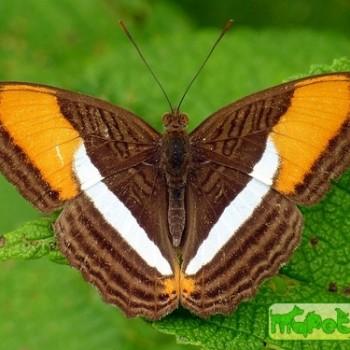Adelpha cytherea