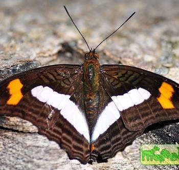 Adelpha naxia
