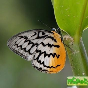 Melanocyma faunula
