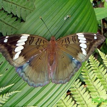 Euthalia sahadeva