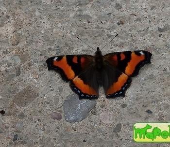 Nymphalis milberti