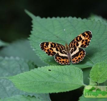 Araschnia doris