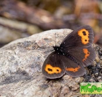 Erebia niphonica