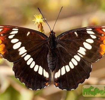 Limenitis lorquini