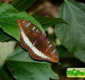 Euthalia niepelti