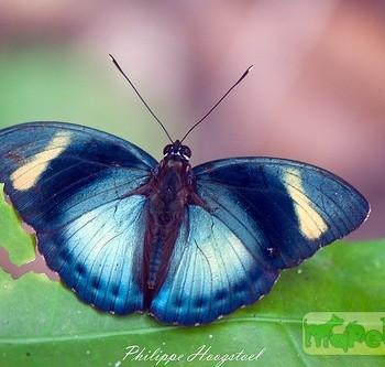 Euphaedra phaethusa