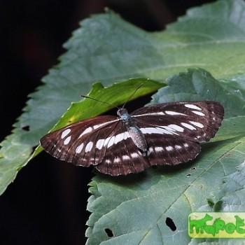 Neptis reducta