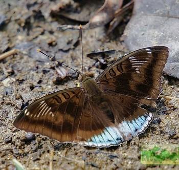 Euthalia phemius