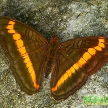 Adelpha ethelda