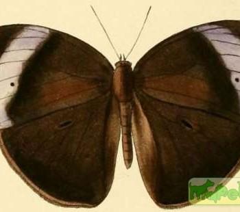 Bicyclus iccius