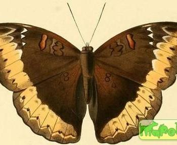 Cymothoe hypatha