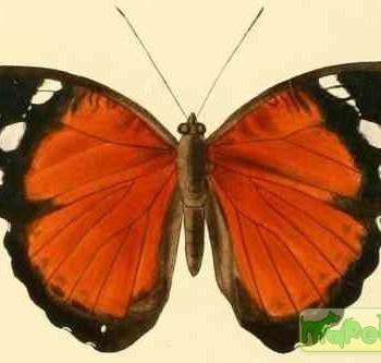 Euriphene atossa