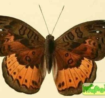 Euryphura chalcis