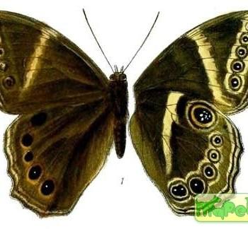 Lethe margaritae