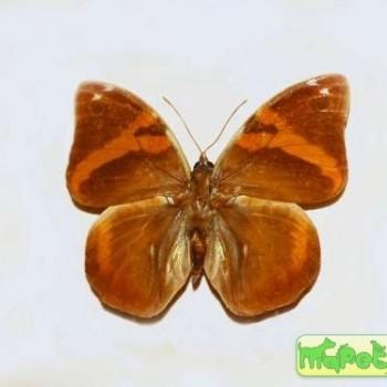 Opsiphanes cassina