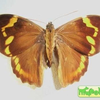 Opsiphanes sallei