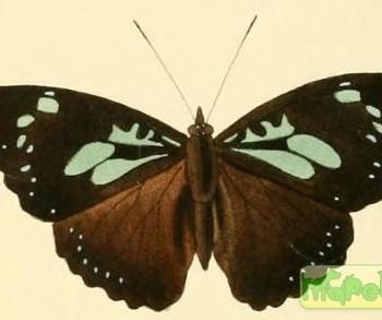 Pseudacraea imerina