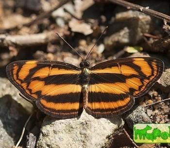 Lasippa heliodore