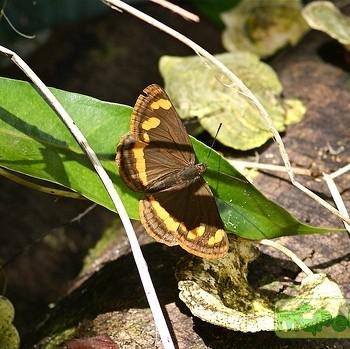Neptis frobenia
