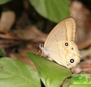 Lethe syrcis
