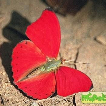 Cymothoe hobarti