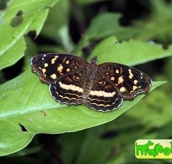 Anthanassa drusilla