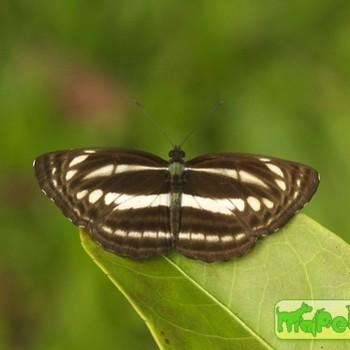 Neptis clinia