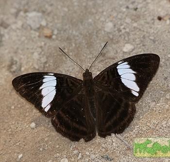 Adelpha epione