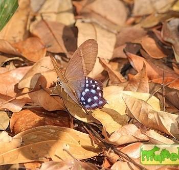 Pierella hyalinus