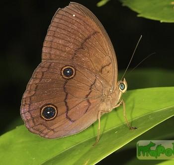 Faunis phaon