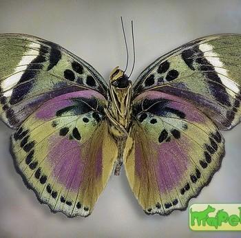 Euphaedra xypete