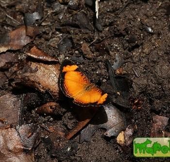 Tegosa serpia
