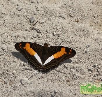 Adelpha heraclea