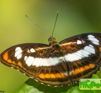 Athyma inara