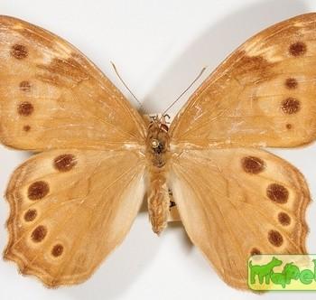 Enodia creola