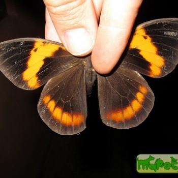 Brassolis sophorae