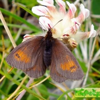 erebia aethiopellus