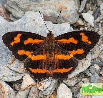 Symbrenthia hypselis