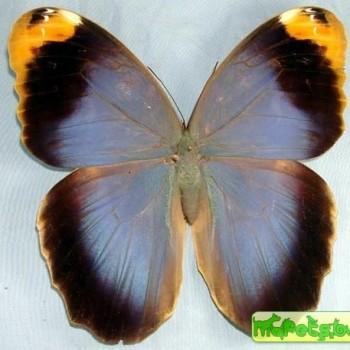 caligo beltrao