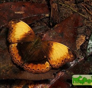 Cymothoe heliada
