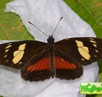 Eresia datis