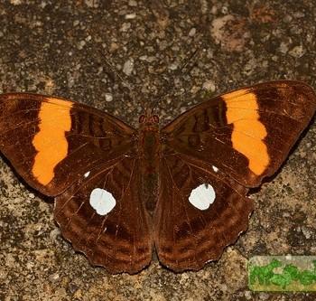 Adelpha leucophthalma