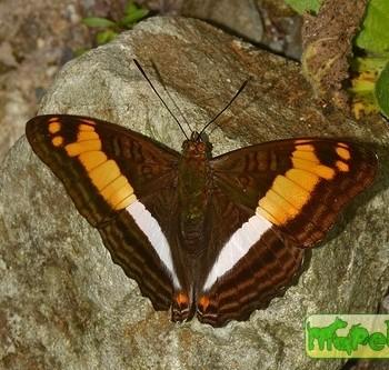 Adelpha delinita