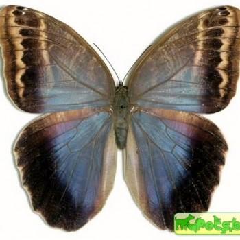 Caligo illioneus