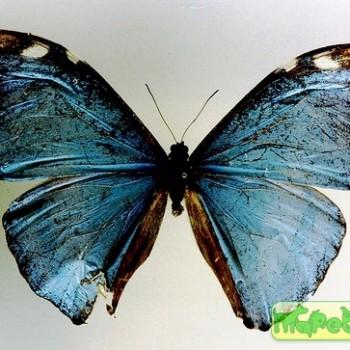 Morpho uraneis