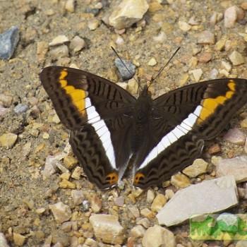 Adelpha corcyra