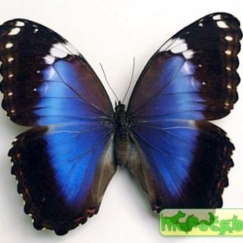 morpho violaceus