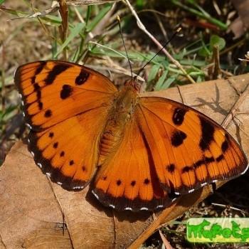 Euthalia nais