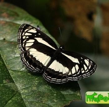 Neptis metella